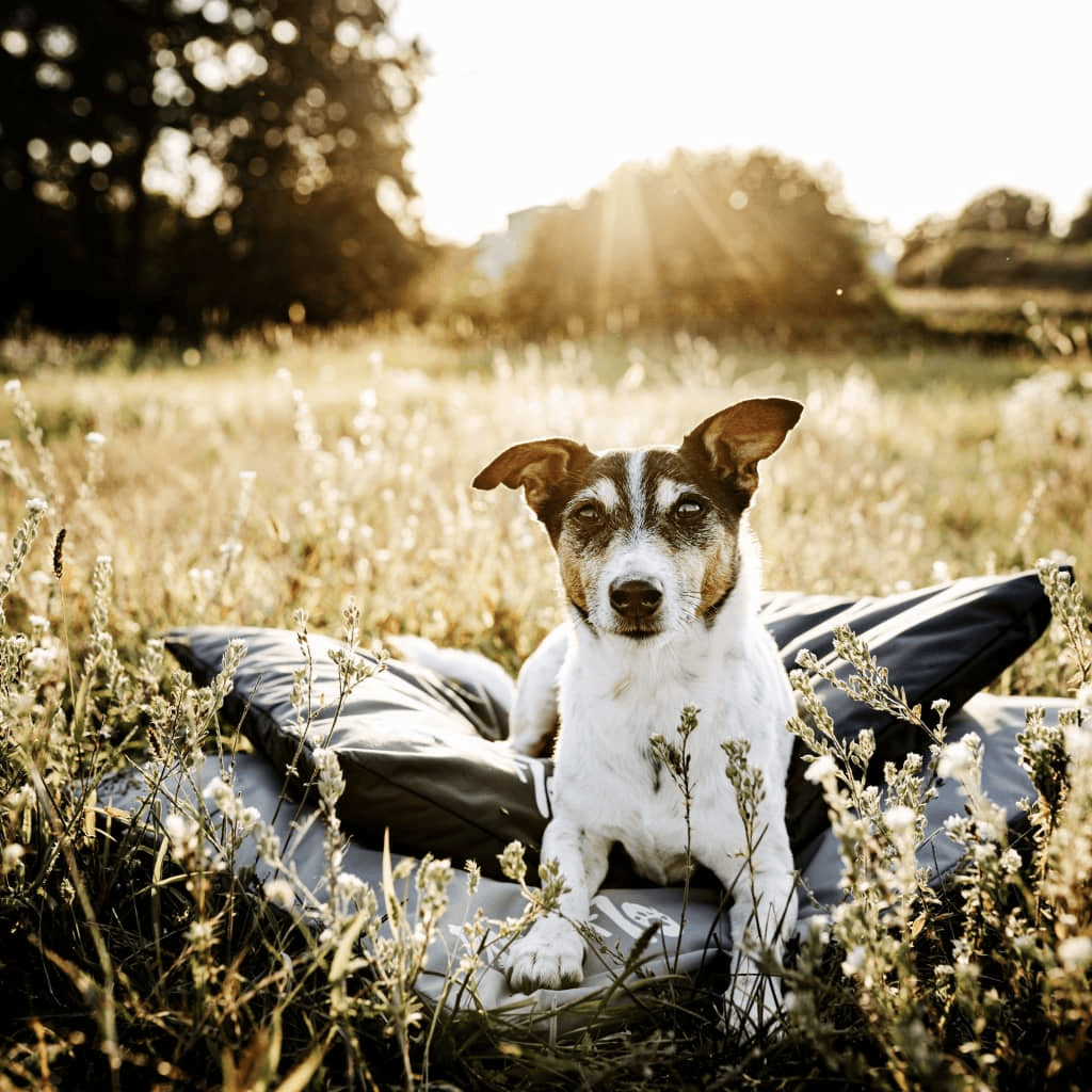 DISTRICT70 Crate Mat LODGE | Army Green XL Dog Mat